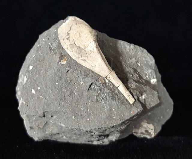 Nuculana complanata (SOWERBY 1807) - Bild © FossNet FossilienStore